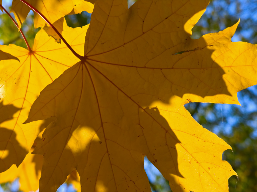 maple shadows
