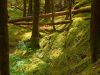 forest moss by Donald Bryant
