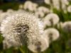 gone to seed