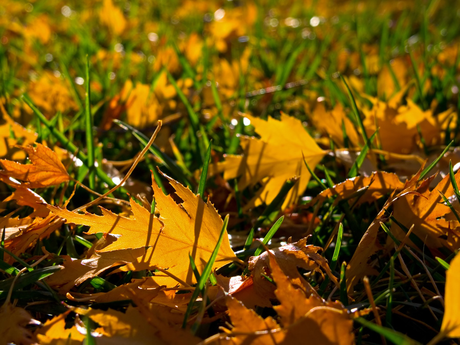lawn leaves