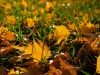 lawn leaves