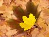 Autum Leaves