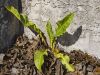 weed in leaves