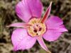 Mariposa Sagebrush Tulip