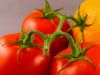 mutant ninja tomatoes by Donald Bryant