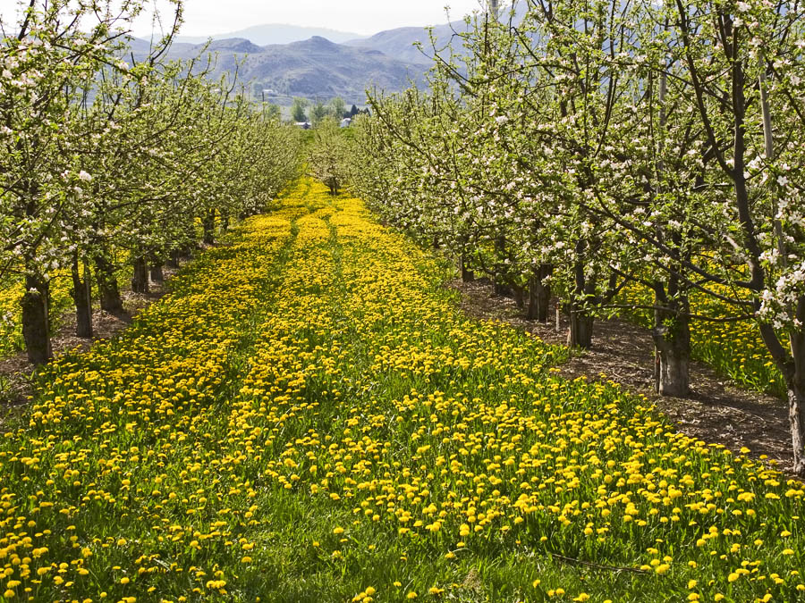 Orchard Dandelions
