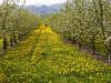 Orchard Dandelions by Donald Bryant