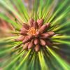 Pine Vortex
