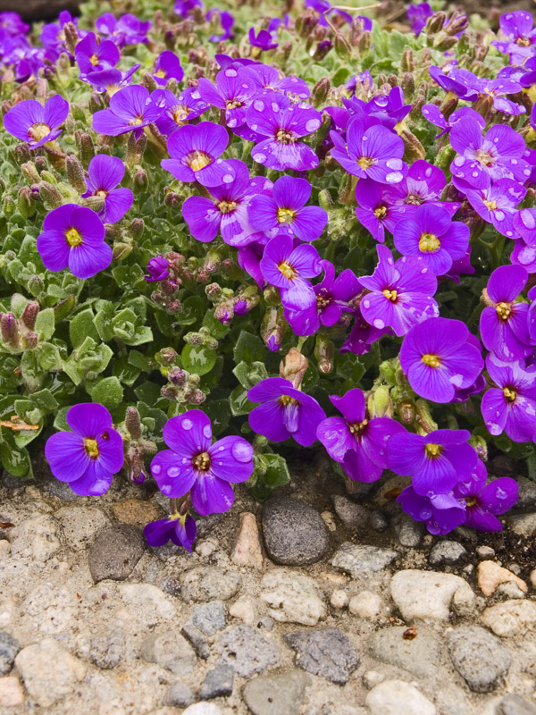 Purple Posies