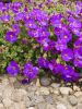 Purple Posies
