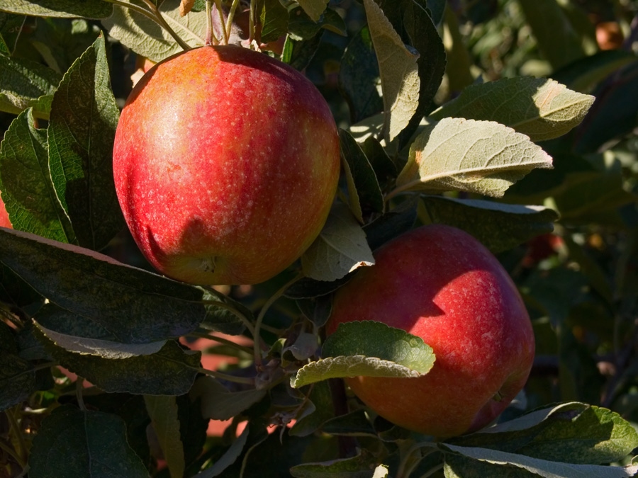 orchard bounty