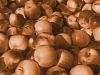 Sepia Apples