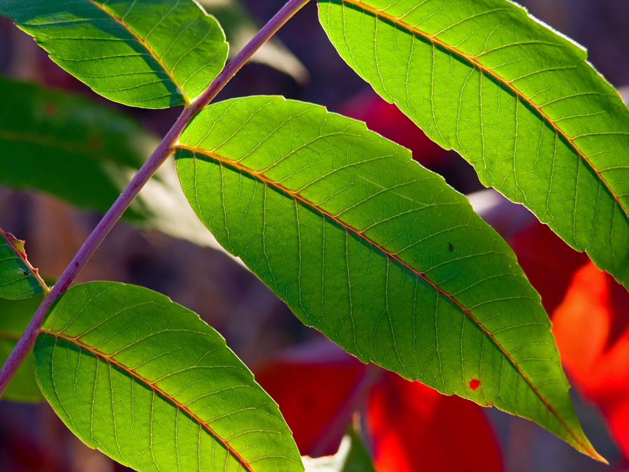 sumac leaves