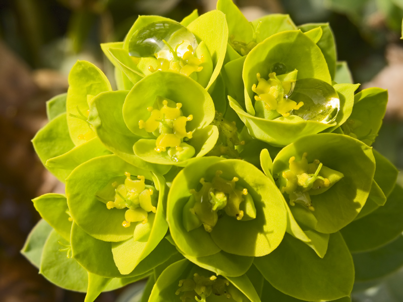 Wet Spring Bloom