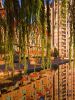 waterfront willows (2)
