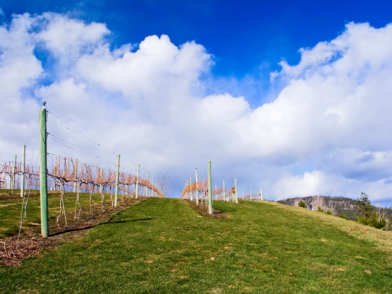 Winter Vinyard