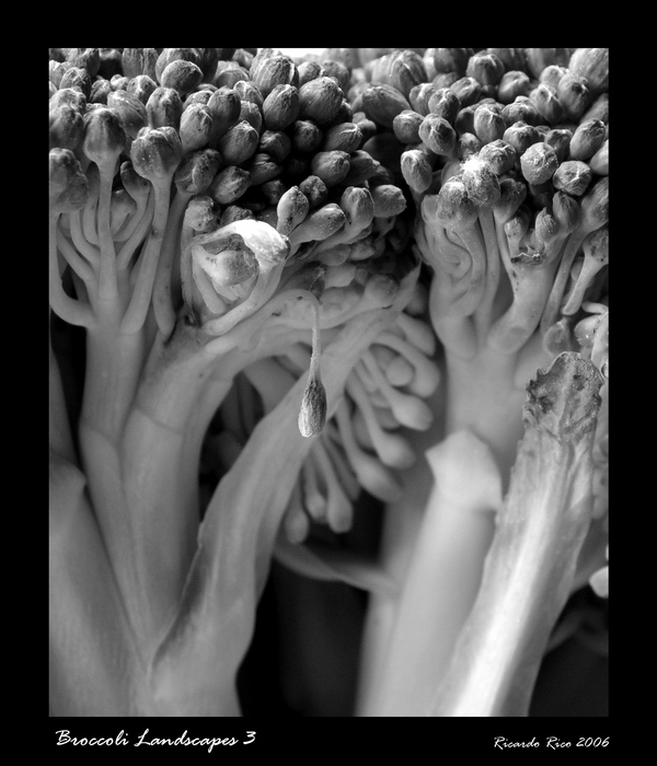 Broccoli landscapes 3
