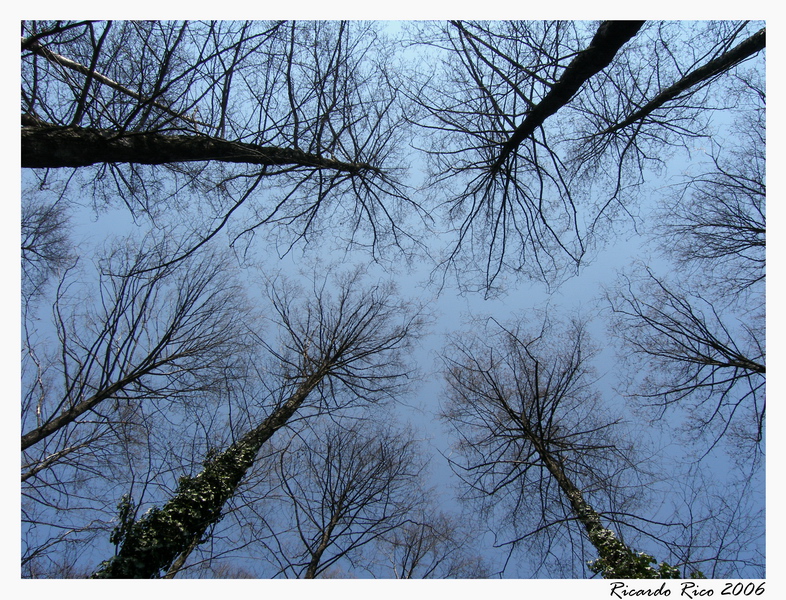 Trees