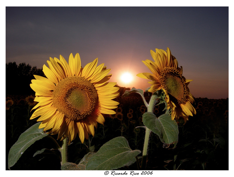 sunflower 2a