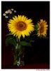 sunflowers 3
