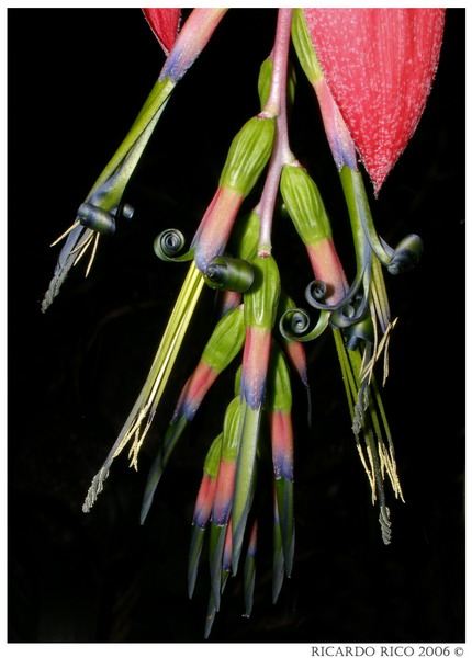 Bromeliad flowers