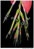 Bromeliad flowers by Ricardo Rico