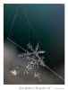 Snow flake in the spider web by Ricardo Rico