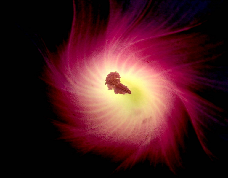 whirl