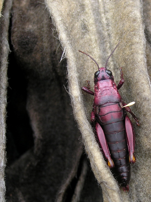 Andean cricket