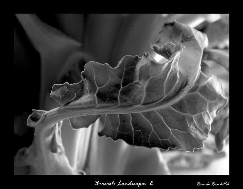 Broccoli Landscapes 2