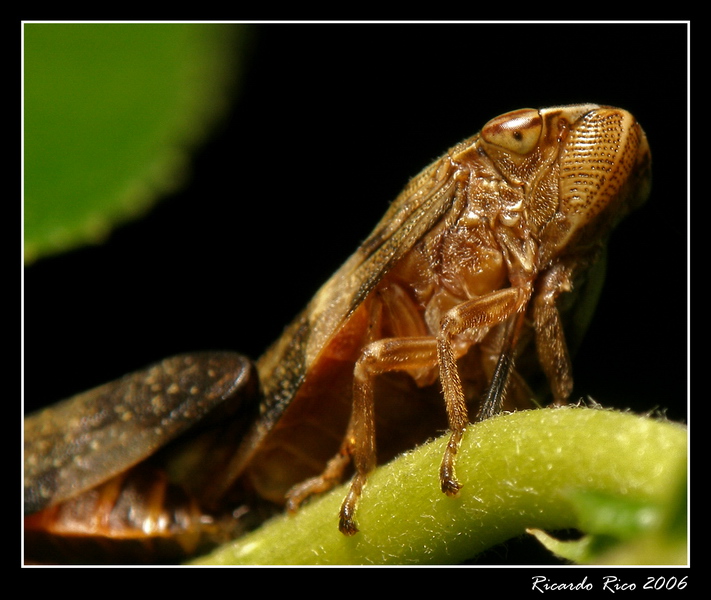 Cycadella