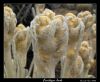 Frailejon buds