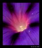 Morning glory