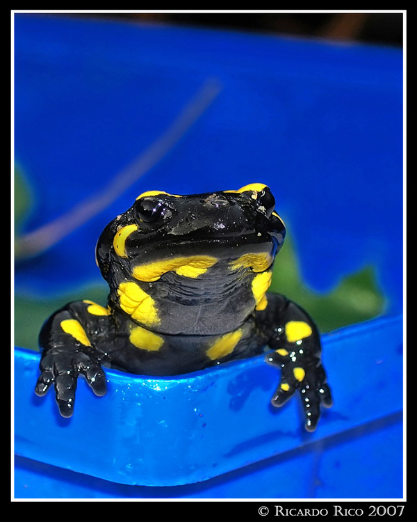 Salamander 2