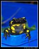 Salamander 2