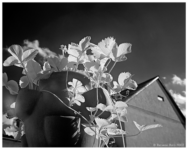 Strawberry in IR