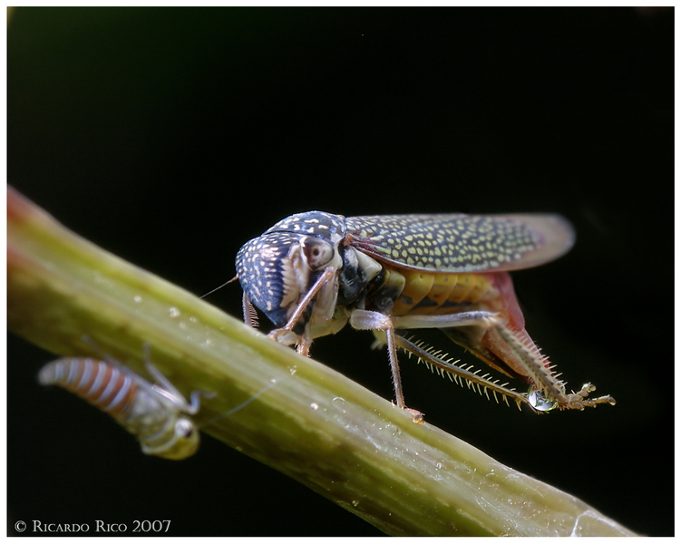 Cicadella 4
