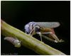 Cicadella 4 by Ricardo Rico