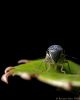 Pretty Cycadella 3