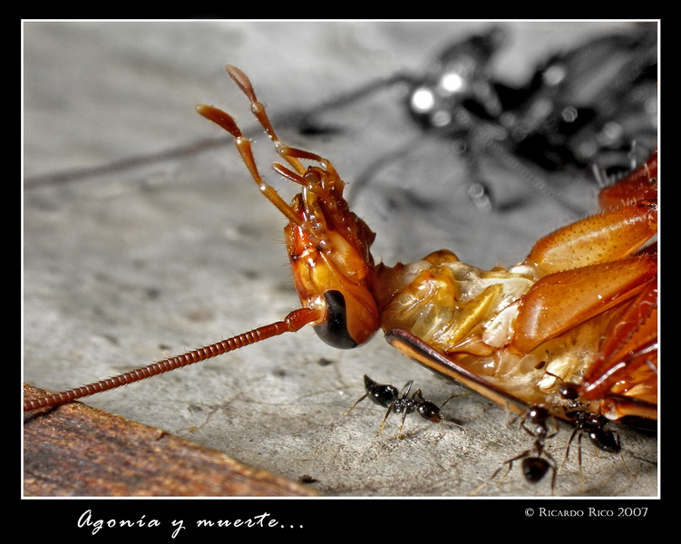 Agony and Death
