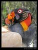 King Vulture by Ricardo Rico