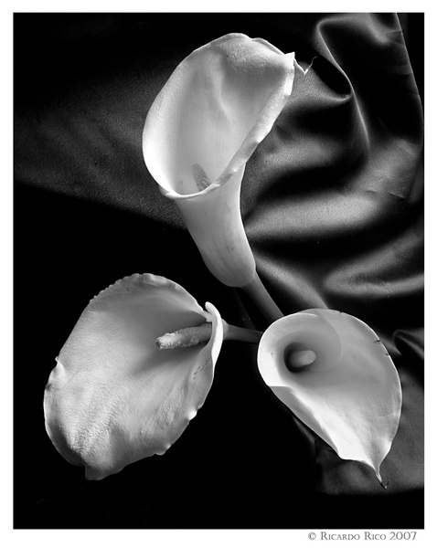Calas