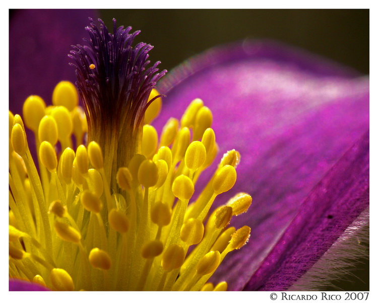 Flower (2)