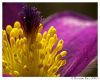 Flower (2)