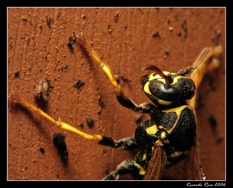 WASP