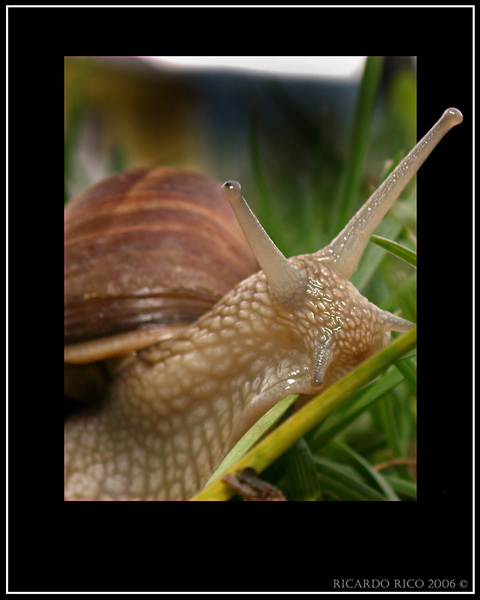 Snail 2