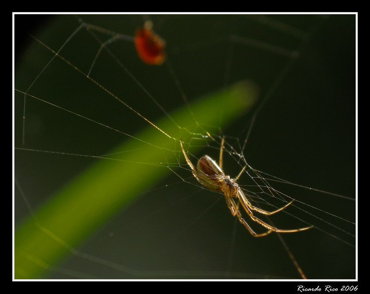 Spider