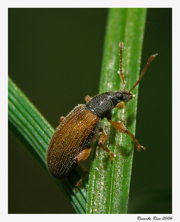 Bug 1
