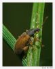 Bug 1