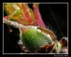 Hairy larva by Ricardo Rico
